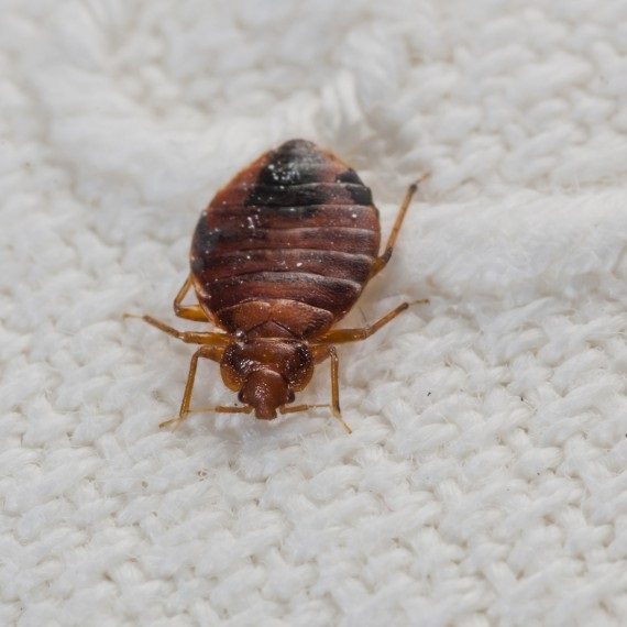 Bed Bugs, Pest Control in Charlton, SE7. Call Now! 020 8166 9746
