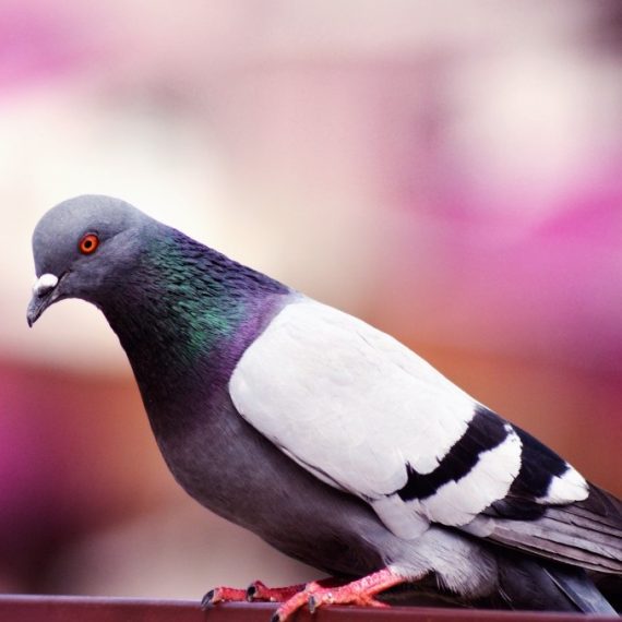 Birds, Pest Control in Charlton, SE7. Call Now! 020 8166 9746
