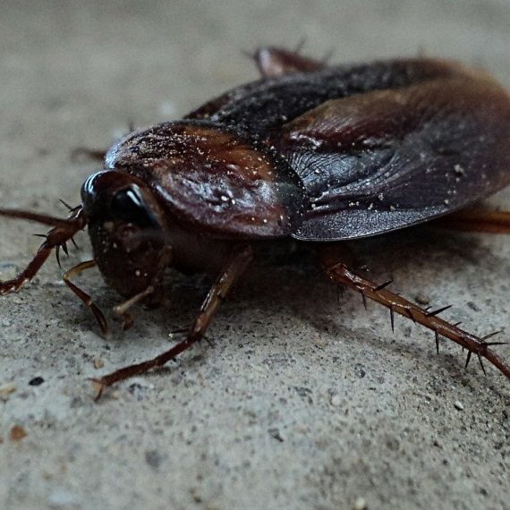 Cockroaches, Pest Control in Charlton, SE7. Call Now! 020 8166 9746