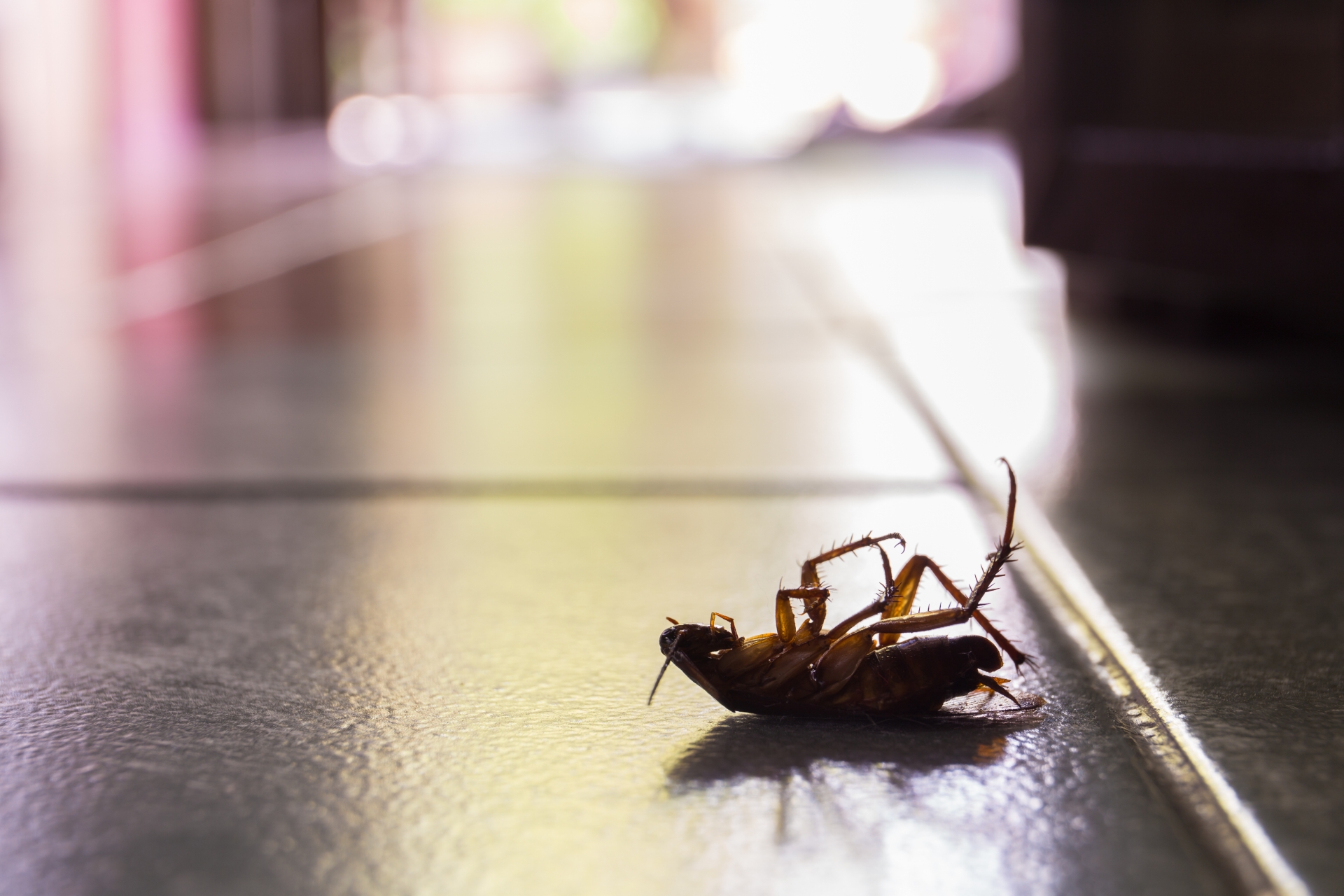 Cockroach Control, Pest Control in Charlton, SE7. Call Now 020 8166 9746