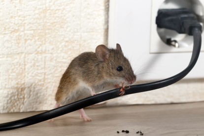 Pest Control in Charlton, SE7. Call Now! 020 8166 9746