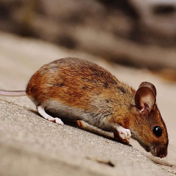 Mice, Pest Control in Charlton, SE7. Call Now! 020 8166 9746