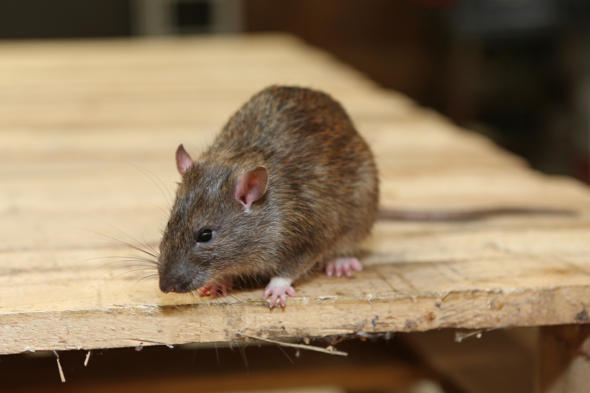 Rat Infestation, Pest Control in Charlton, SE7. Call Now 020 8166 9746