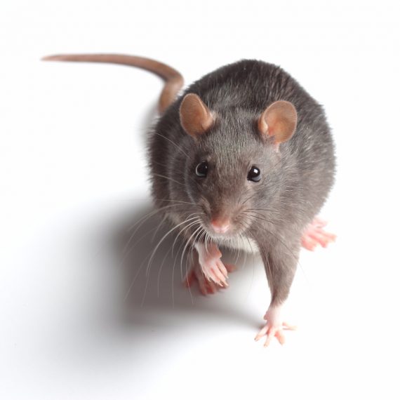 Rats, Pest Control in Charlton, SE7. Call Now! 020 8166 9746