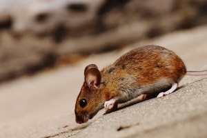 Mouse extermination, Pest Control in Charlton, SE7. Call Now 020 8166 9746