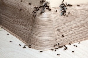 Ant Control, Pest Control in Charlton, SE7. Call Now 020 8166 9746