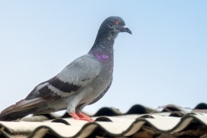 Pigeon Control, Pest Control in Charlton, SE7. Call Now 020 8166 9746
