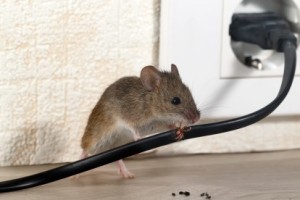 Mice Control, Pest Control in Charlton, SE7. Call Now 020 8166 9746