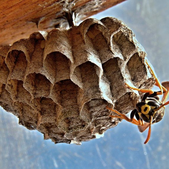 Wasps Nest, Pest Control in Charlton, SE7. Call Now! 020 8166 9746