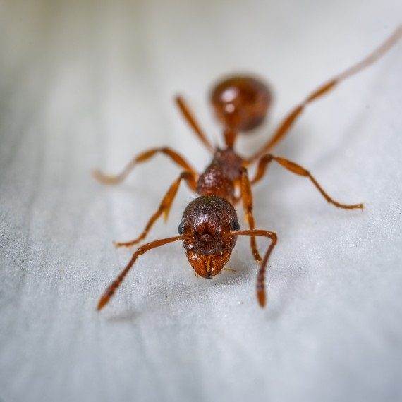 Field Ants, Pest Control in Charlton, SE7. Call Now! 020 8166 9746