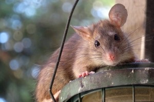 Rat Control, Pest Control in Charlton, SE7. Call Now 020 8166 9746